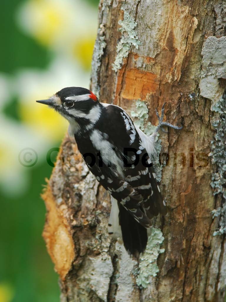 DOWO-AJ_Downy-Woodpecker