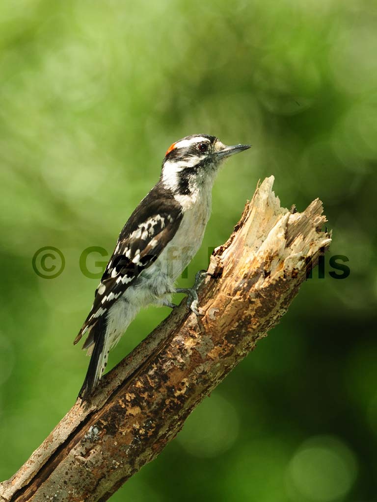 DOWO-AK_Downy-Woodpecker