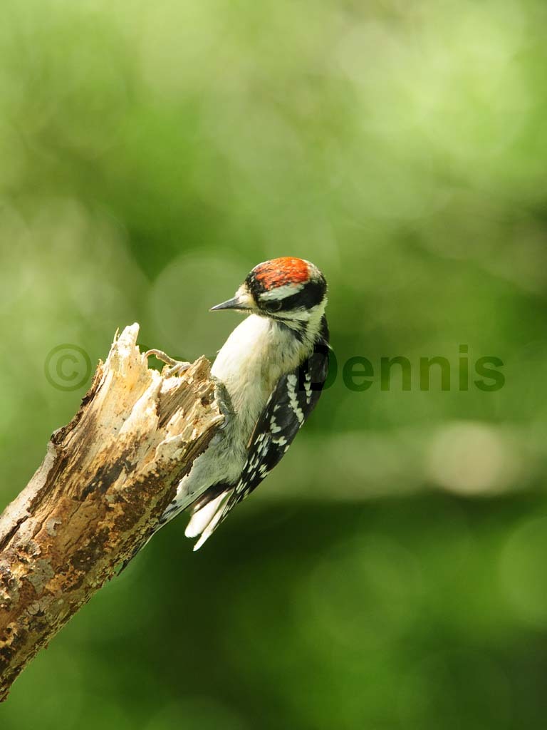 DOWO-AL_Downy-Woodpecker