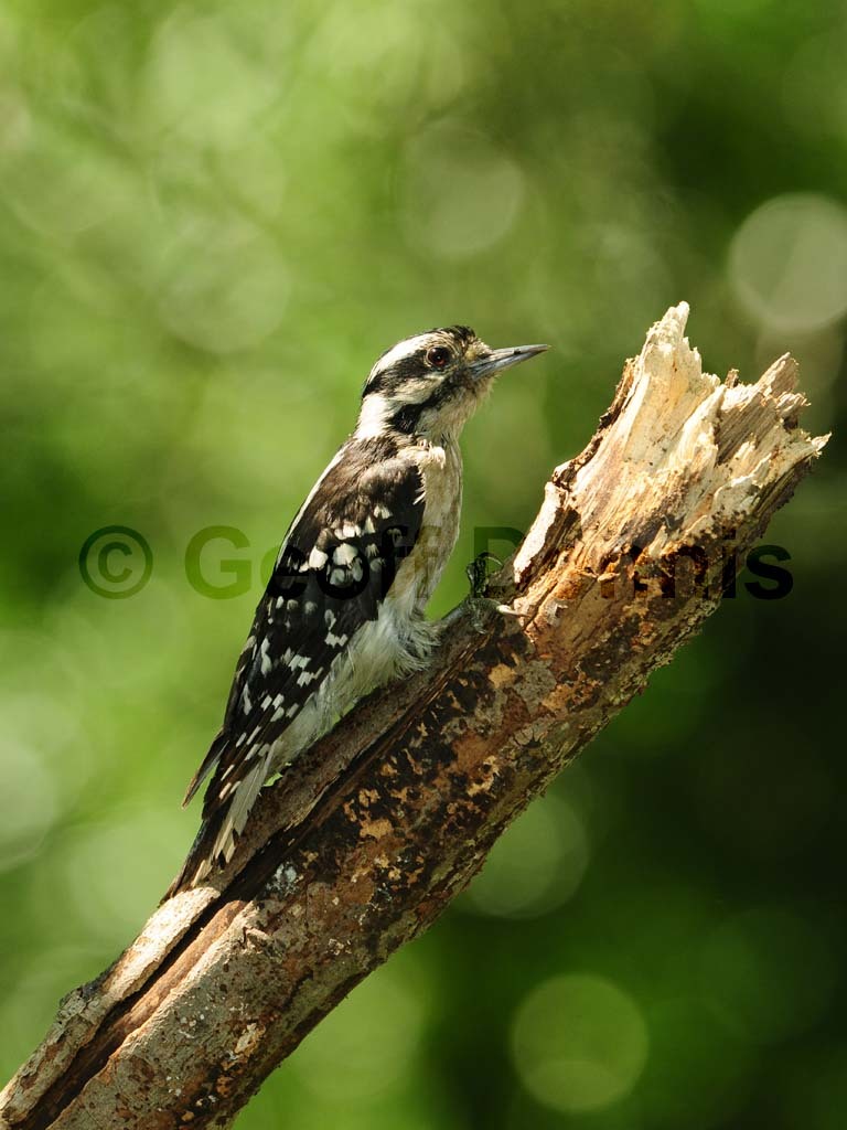 DOWO-AM_Downy-Woodpecker