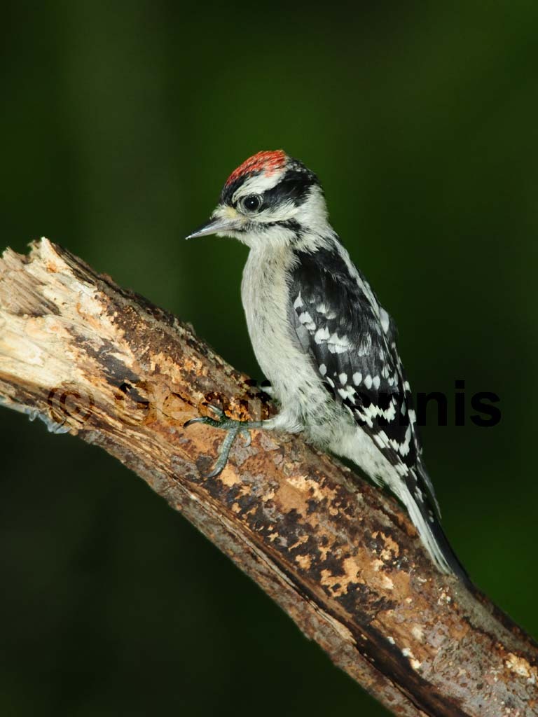 DOWO-AN_Downy-Woodpecker