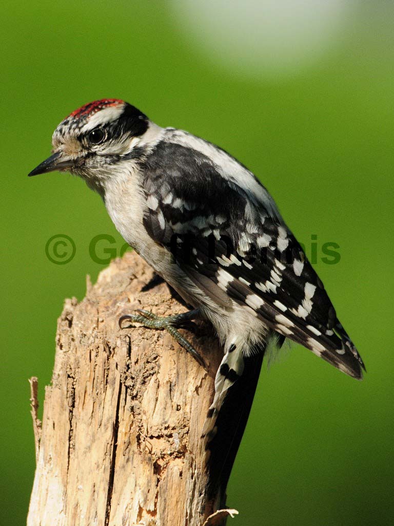 DOWO-AO_Downy-Woodpecker