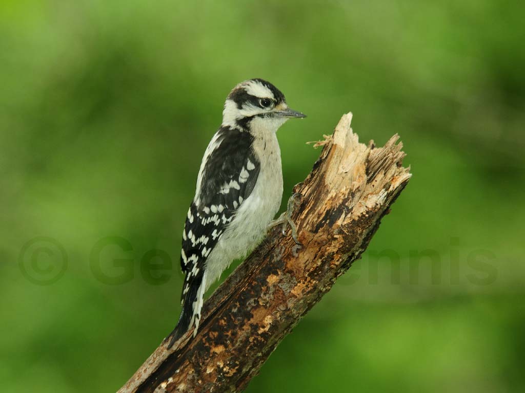 DOWO-AP_Downy-Woodpecker