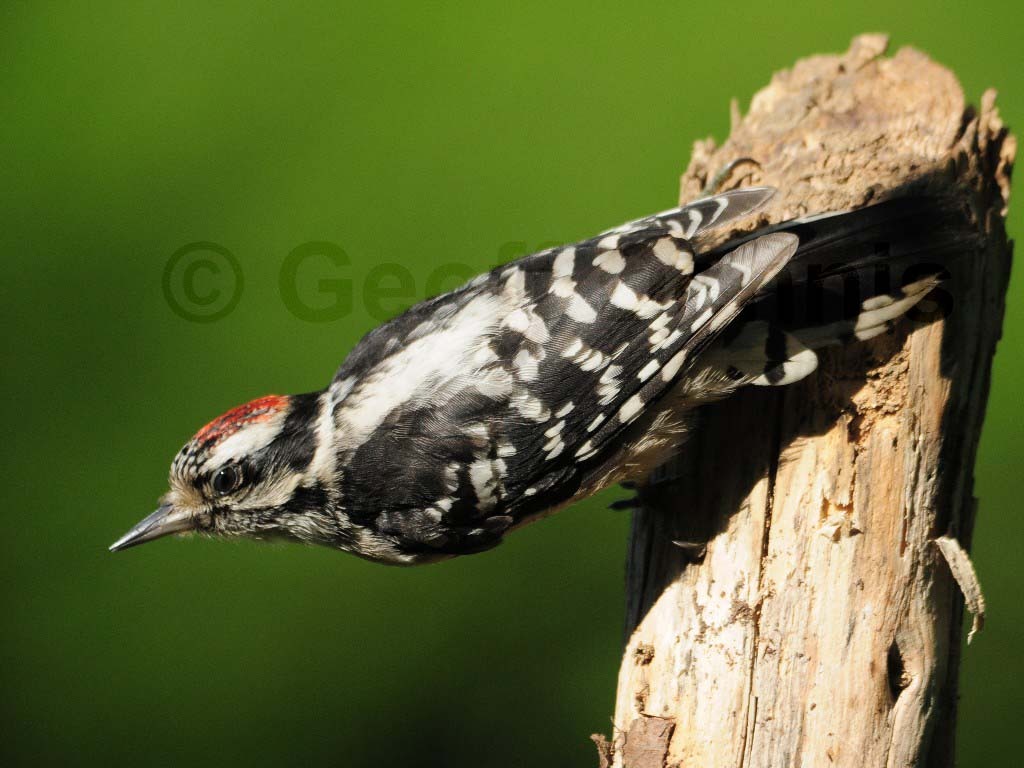 DOWO-AQ_Downy-Woodpecker
