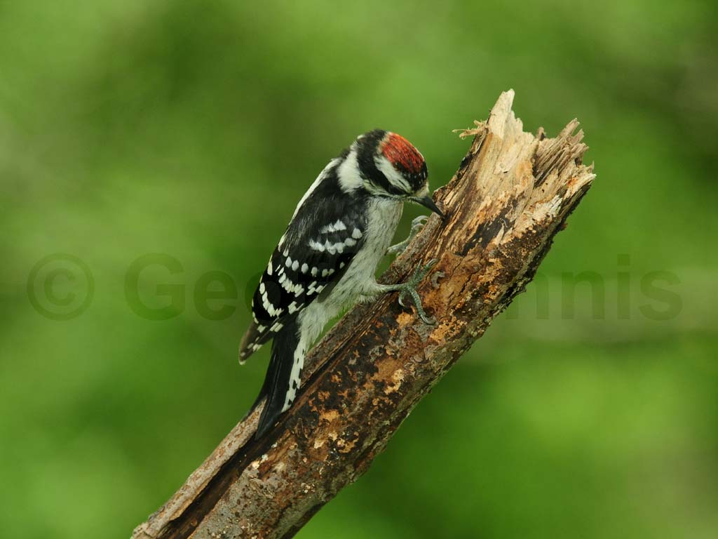 DOWO-AR_Downy-Woodpecker