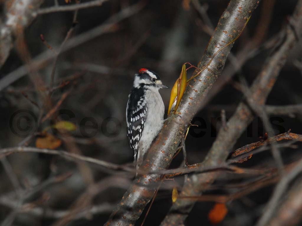 DOWO-AS_Downy-Woodpecker