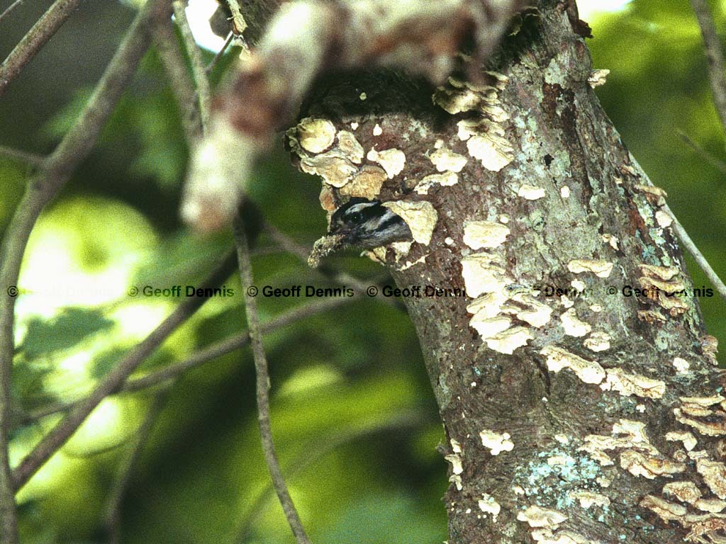DOWO-AT_Downy-Woodpecker