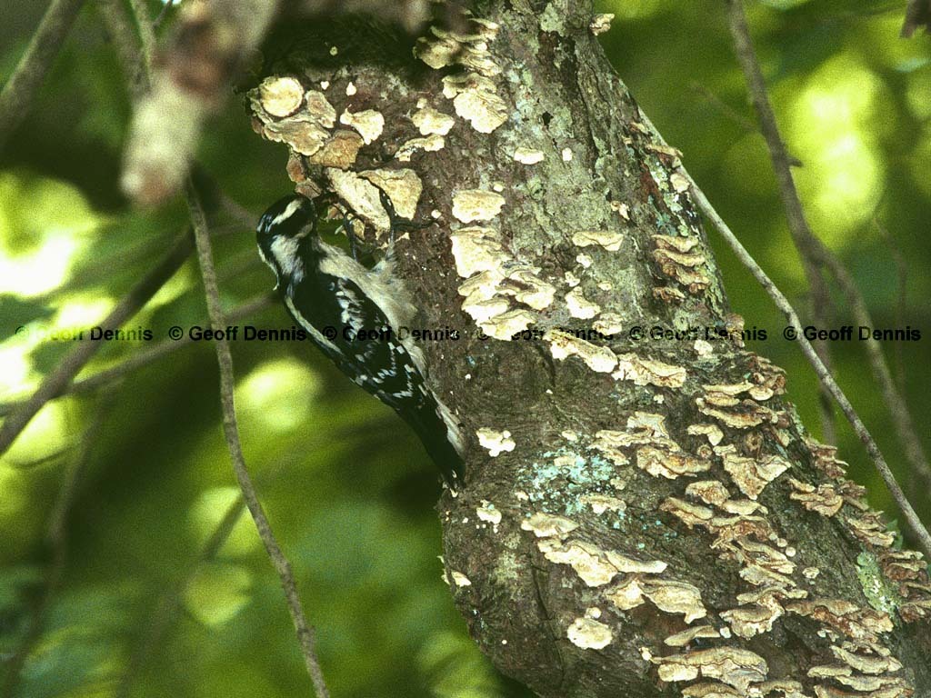 DOWO-AU_Downy-Woodpecker