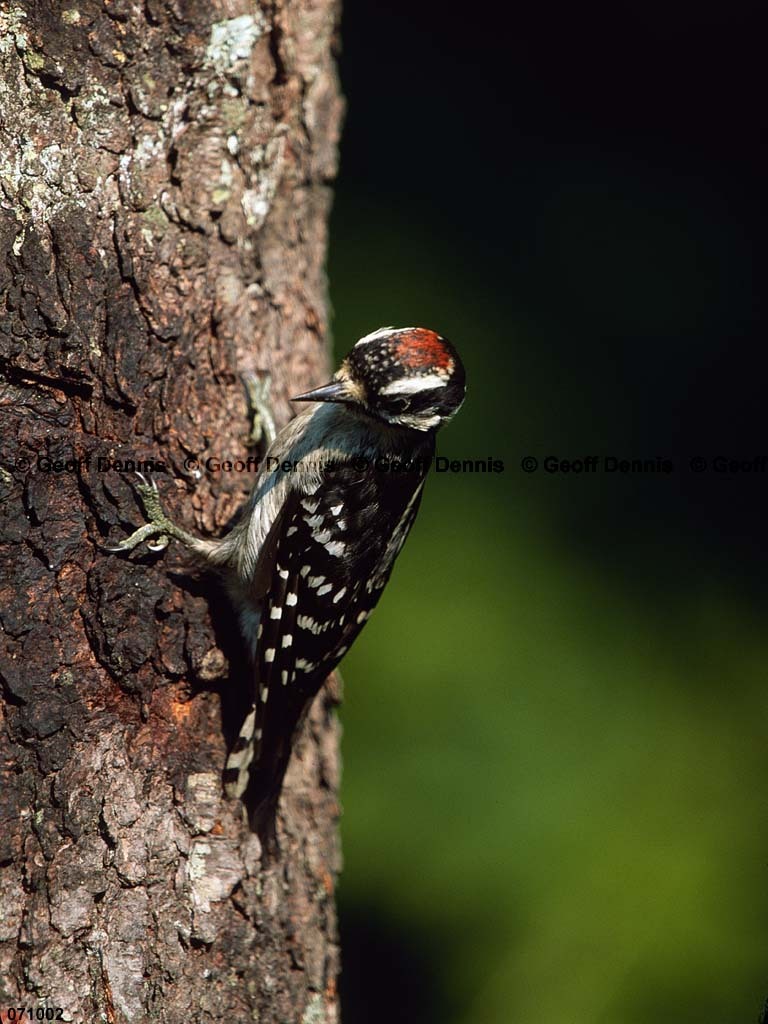 DOWO-AV_Downy-Woodpecker