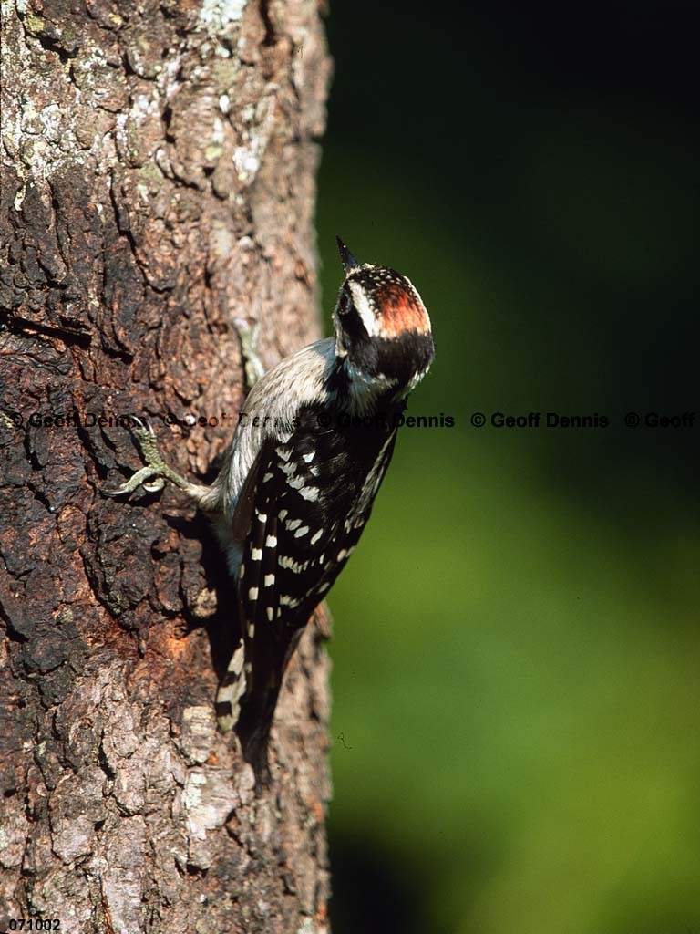 DOWO-AW_Downy-Woodpecker
