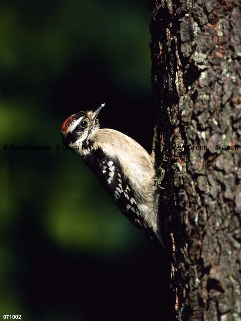 DOWO-AX_Downy-Woodpecker