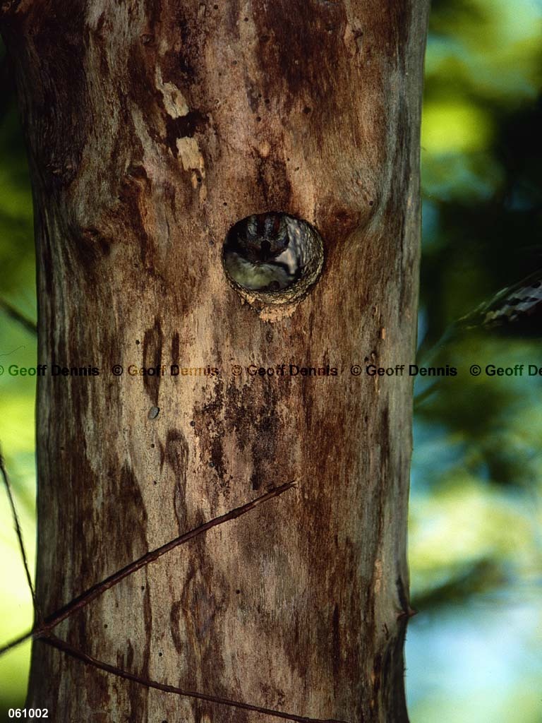 DOWO-AY_Downy-Woodpecker