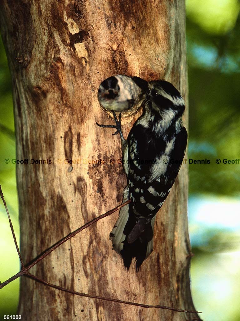 DOWO-AZ_Downy-Woodpecker