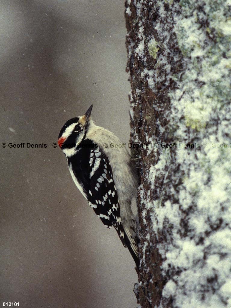 DOWO-BA_Downy-Woodpecker