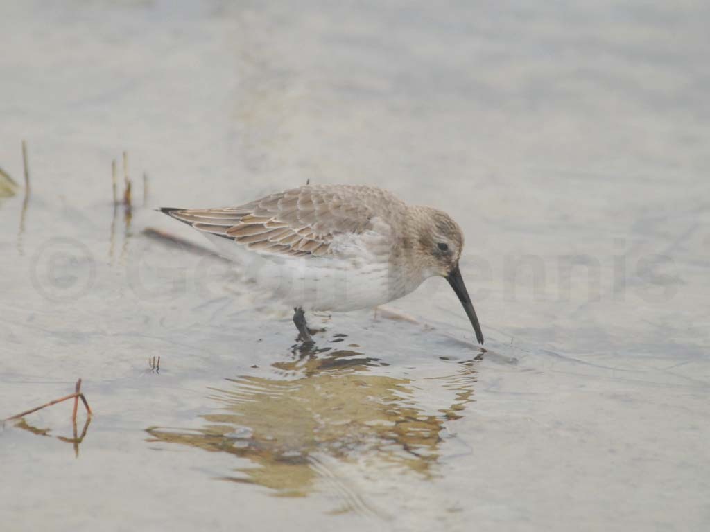 DUNL-AA_Dunlin