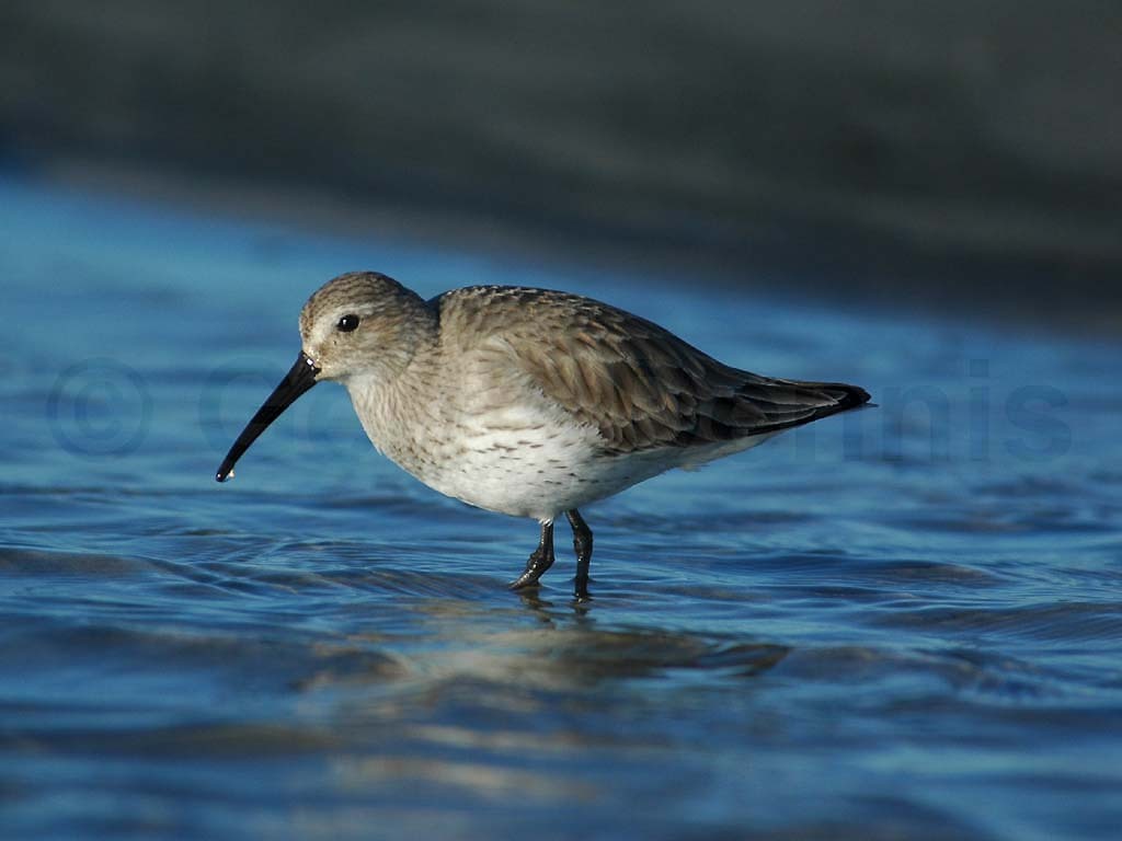 DUNL-AB_Dunlin