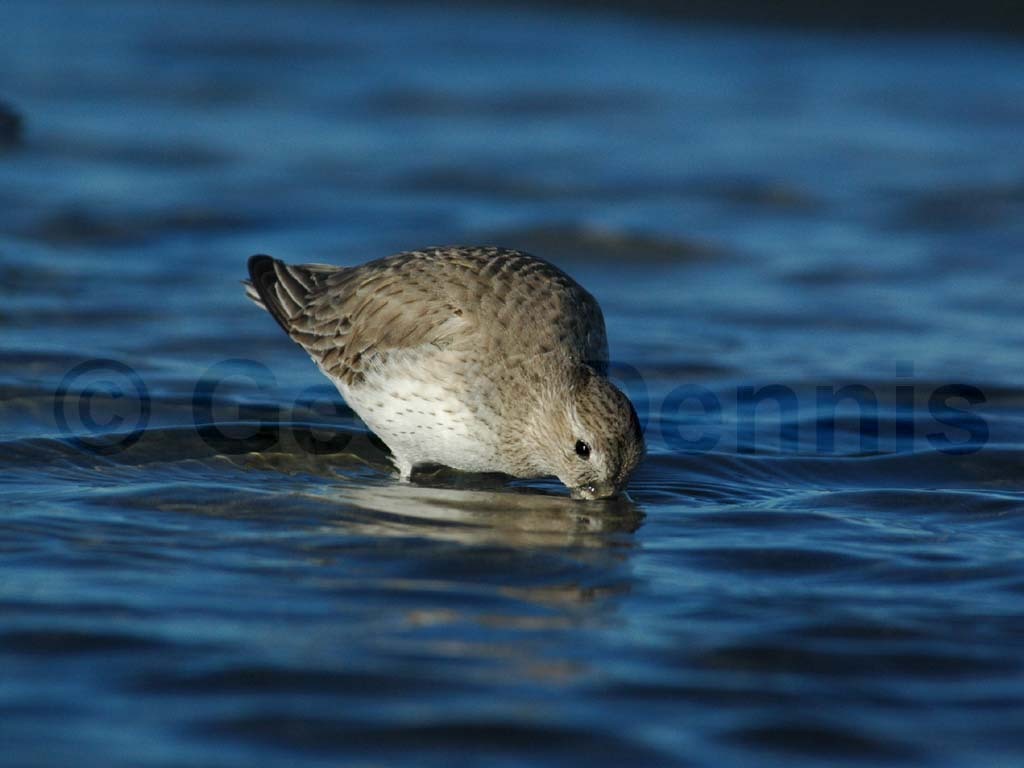 DUNL-AC_Dunlin