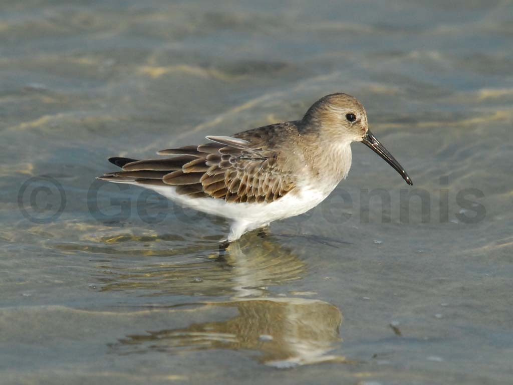 DUNL-AD_Dunlin
