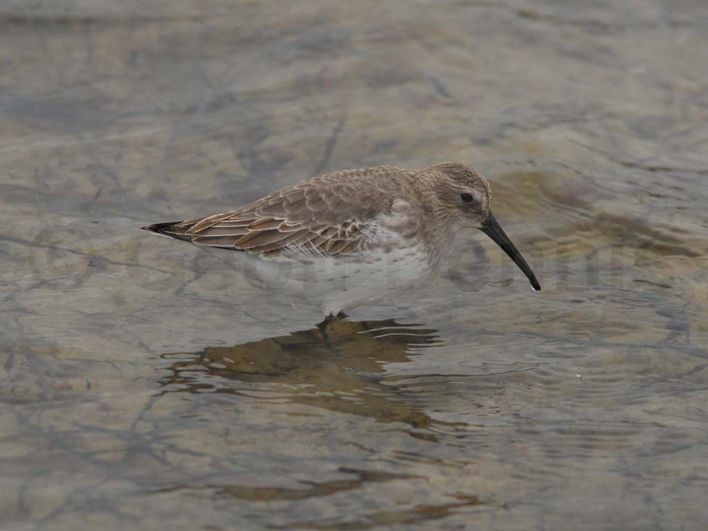 DUNL-AE_Dunlin
