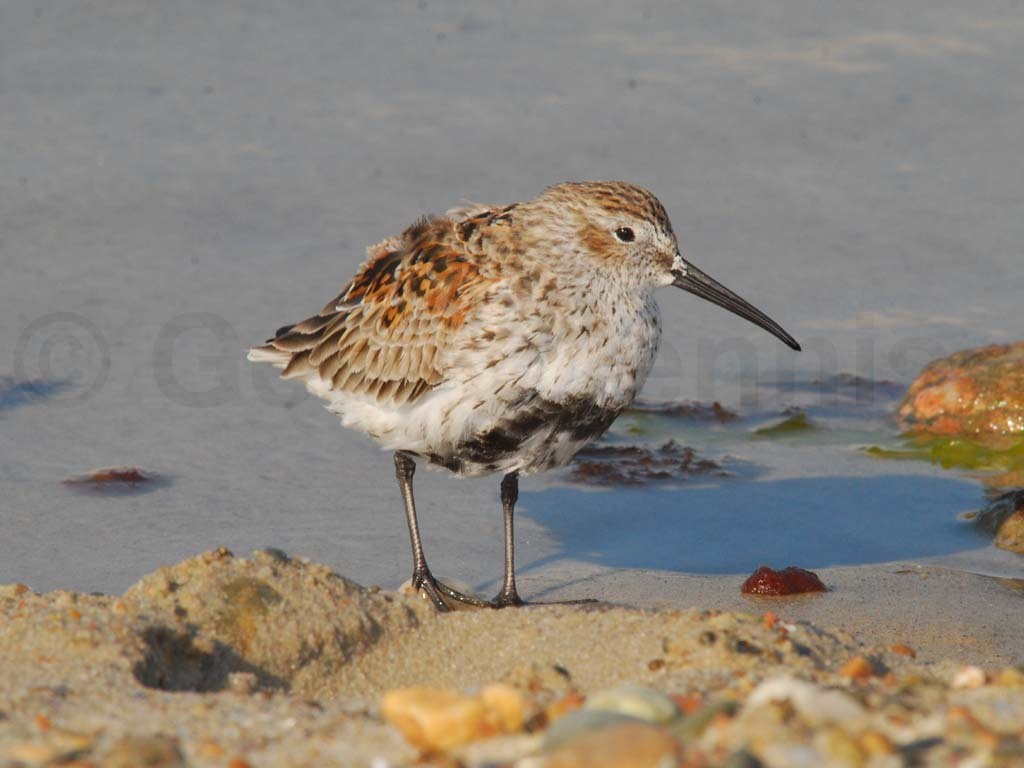DUNL-AF_Dunlin
