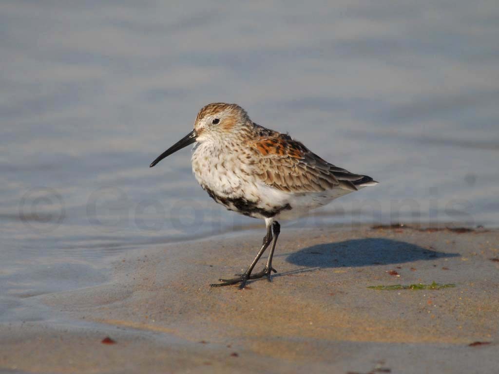 DUNL-AG_Dunlin