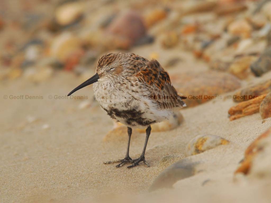 DUNL-AH_Dunlin
