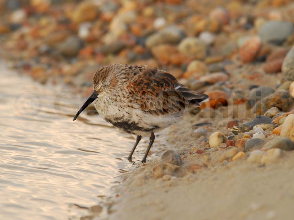 DUNL-AI_Dunlin