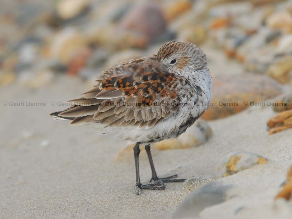 DUNL-AJ_Dunlin