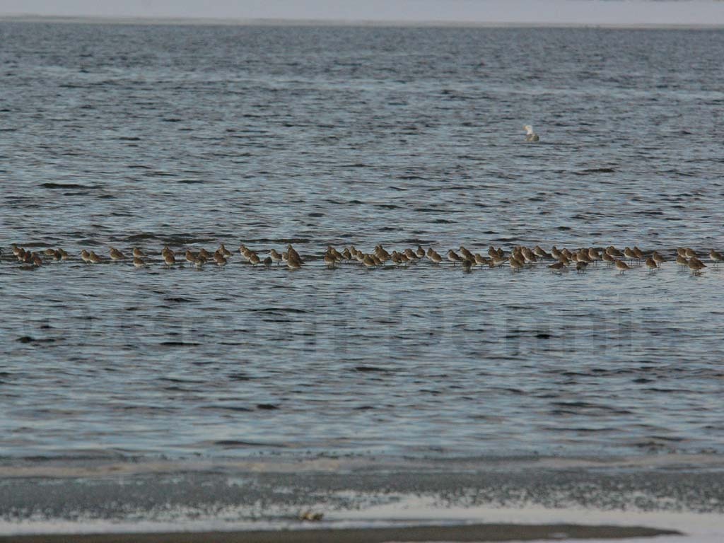 DUNL-AN_Dunlin