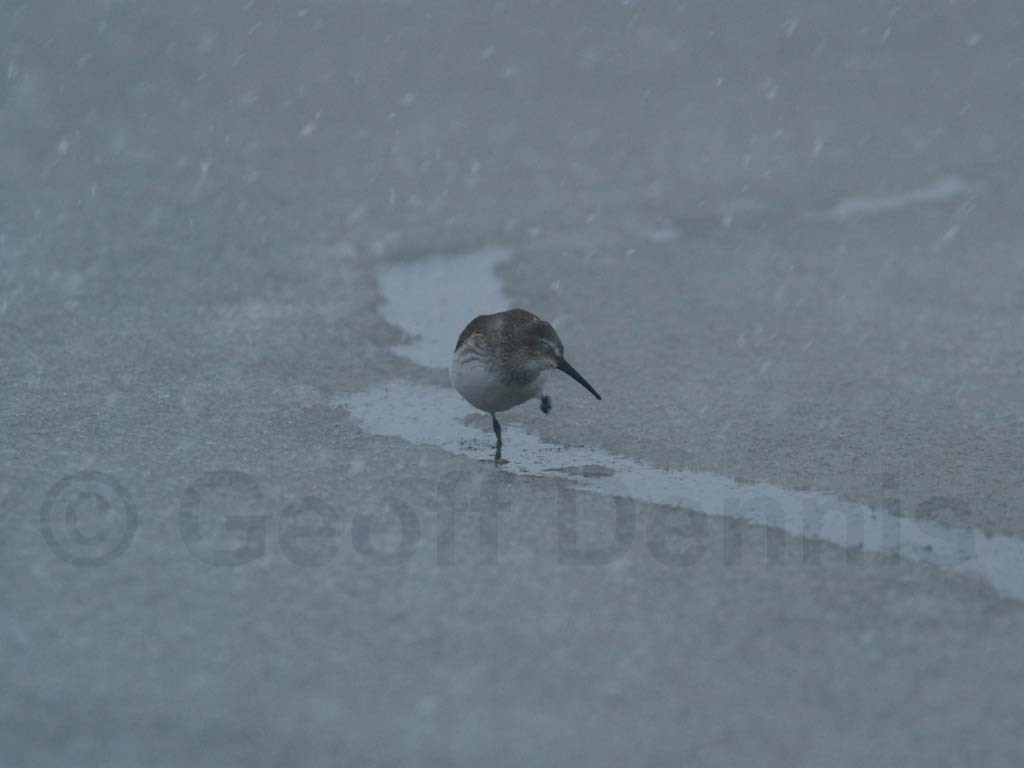 DUNL-AP_Dunlin