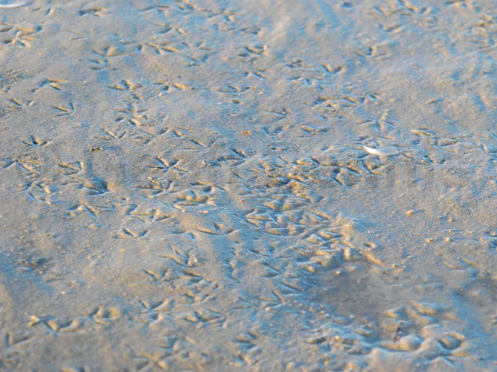 DUNL-AS_Dunlin