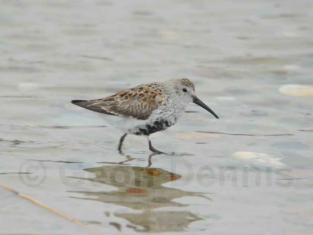 DUNL-AT_Dunlin