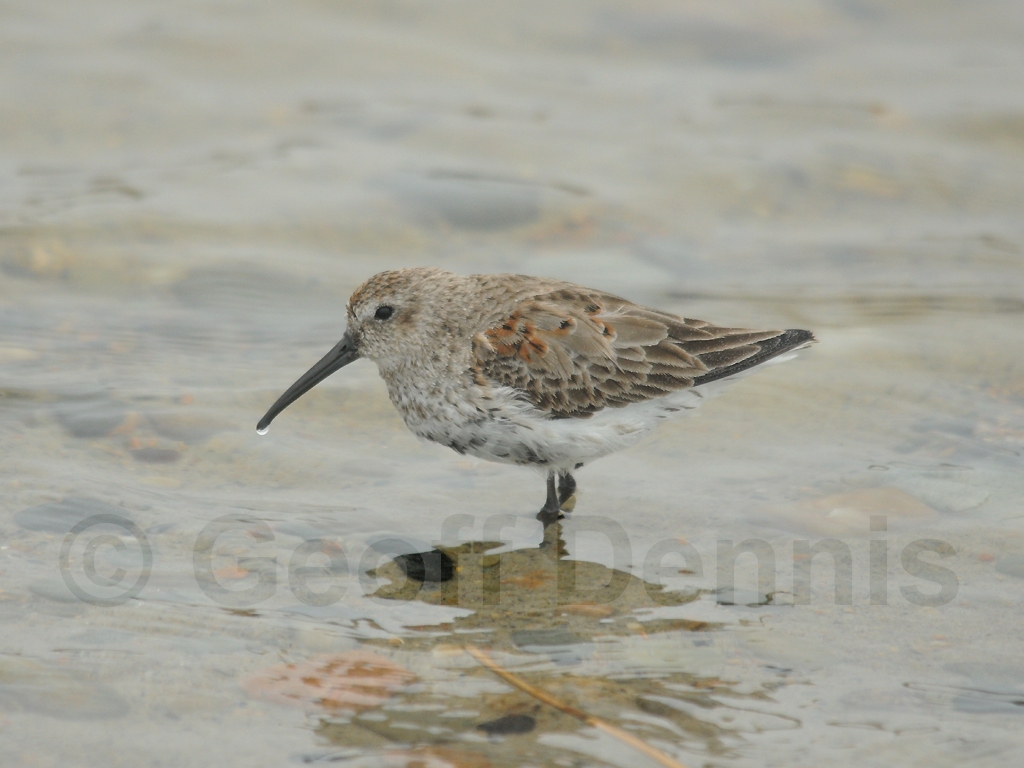 DUNL-AU_Dunlin