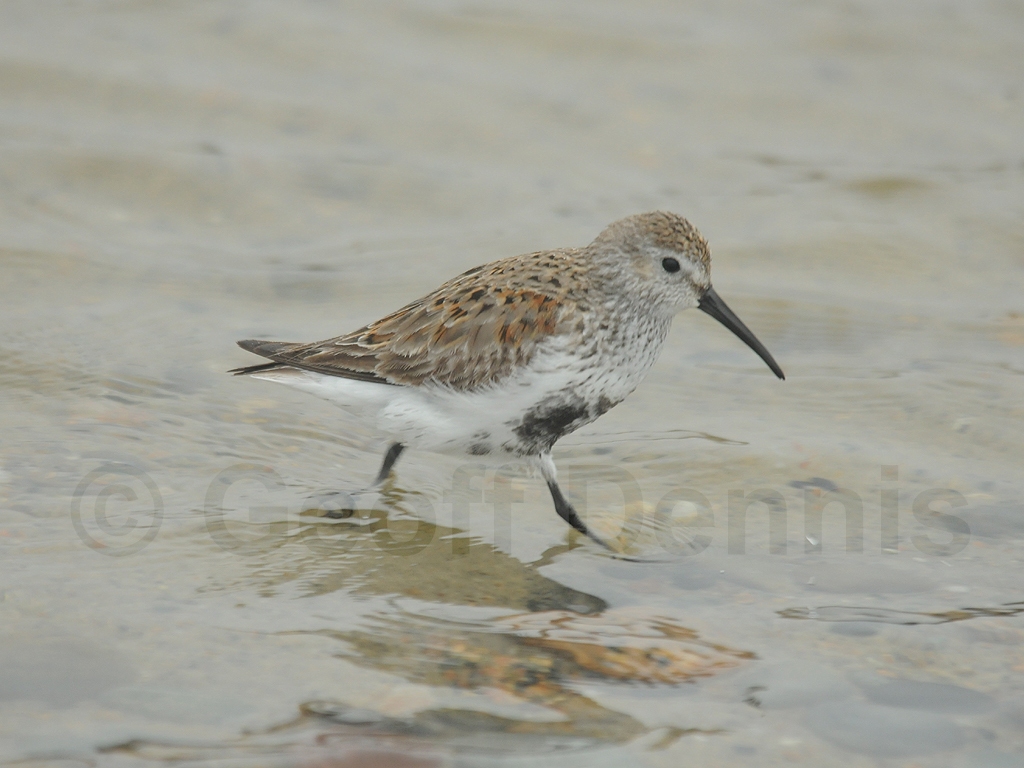 DUNL-AW_Dunlin