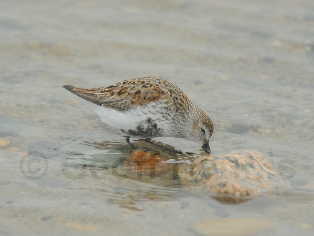 DUNL-AX_Dunlin