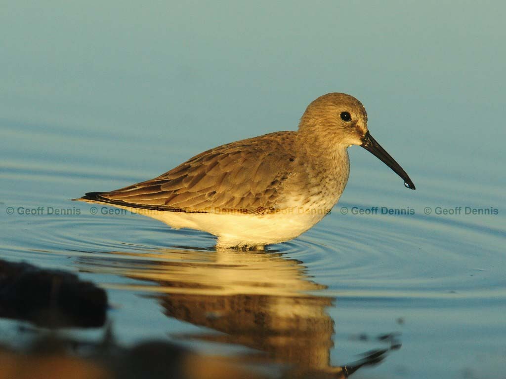 DUNL-AY_Dunlin