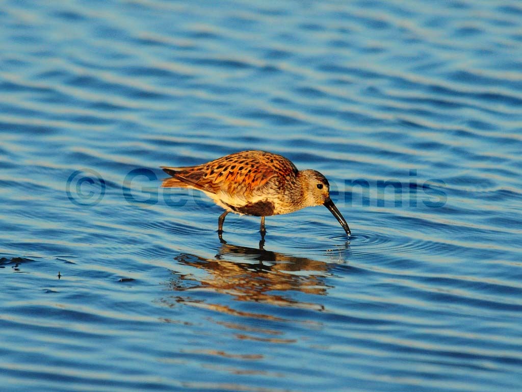 DUNL-AZ_Dunlin