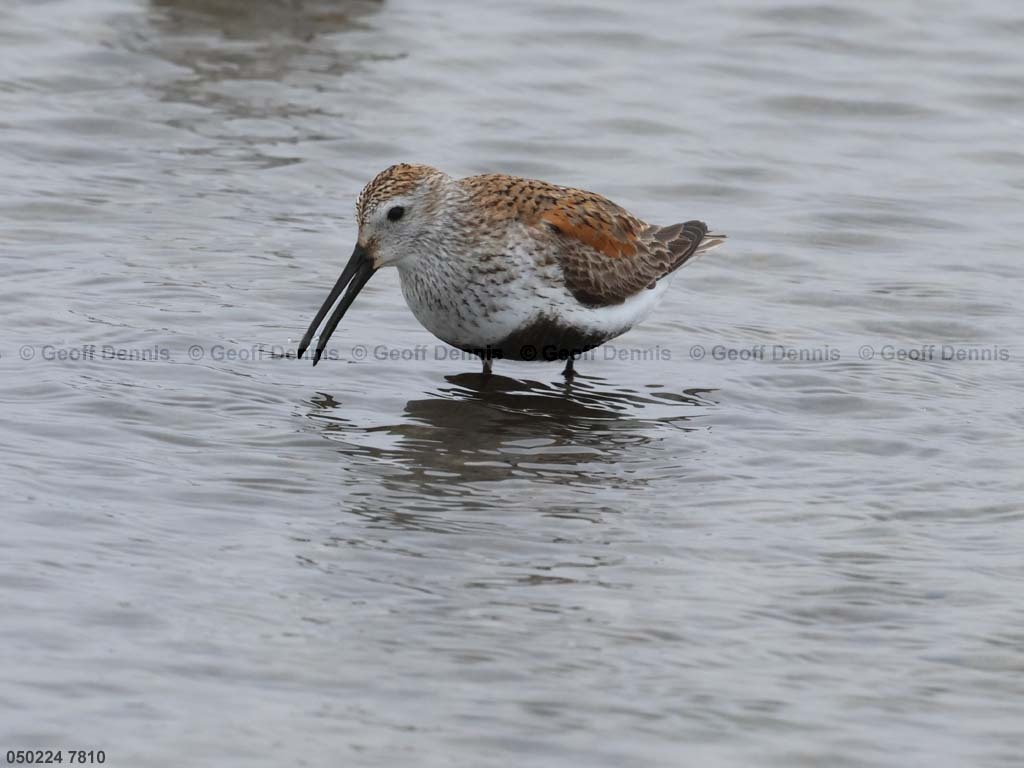 DUNL-BE_Dunlin