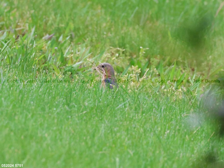 EABB-AA_Eastern-Bluebird