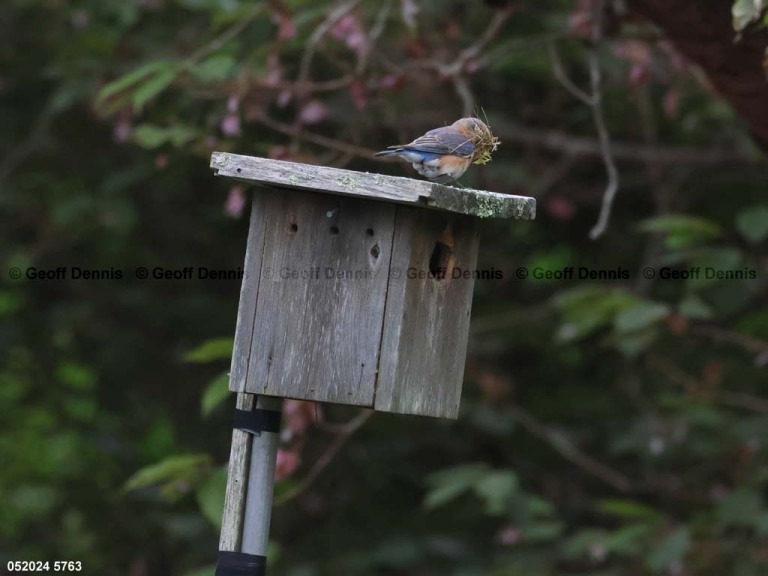 EABB-AB_Eastern-Bluebird