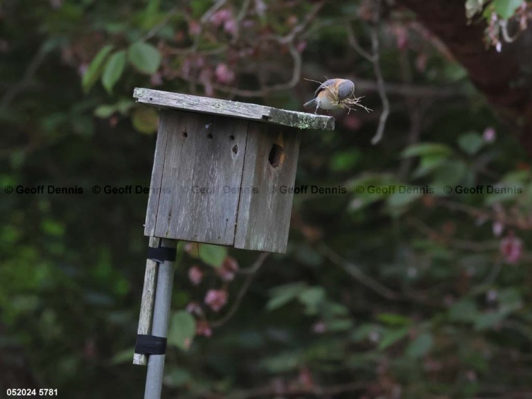 EABB-AC_Eastern-Bluebird