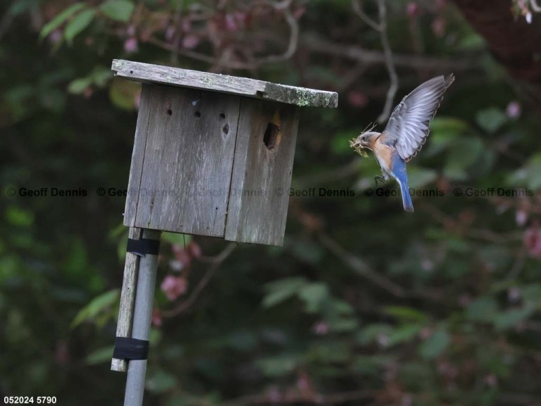 EABB-AD_Eastern-Bluebird