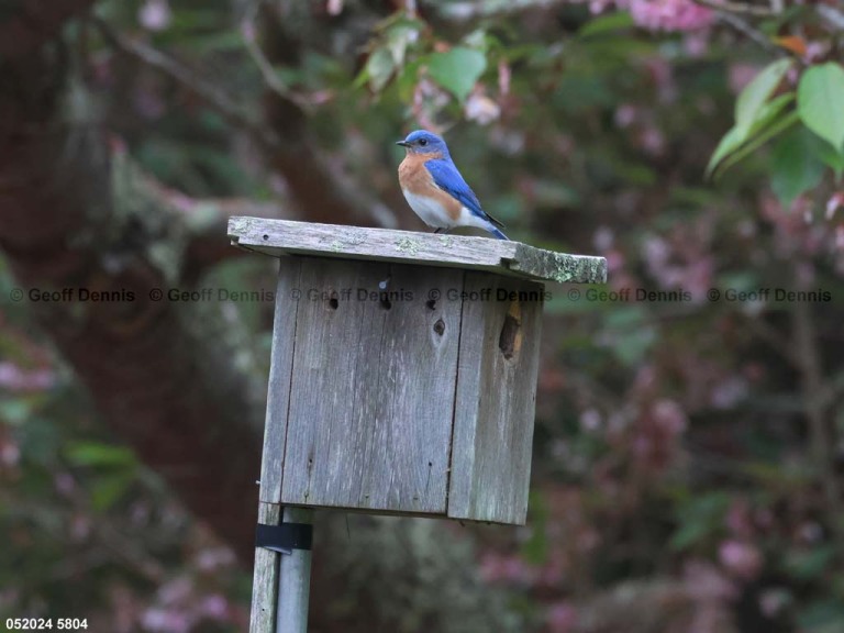 EABB-AE_Eastern-Bluebird