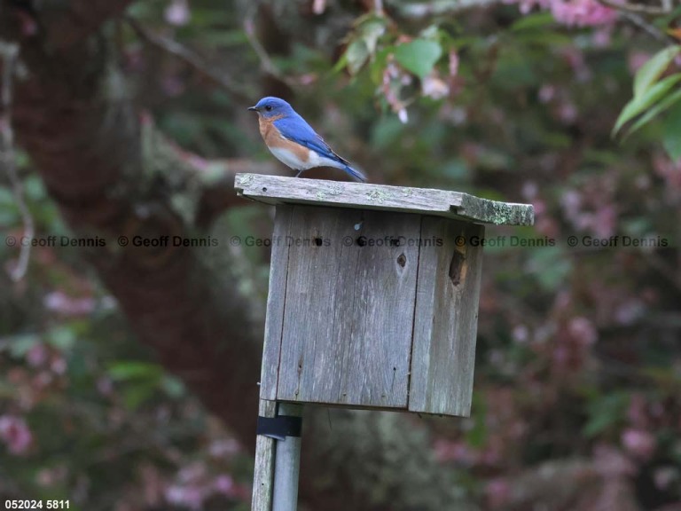 EABB-AF_Eastern-Bluebird