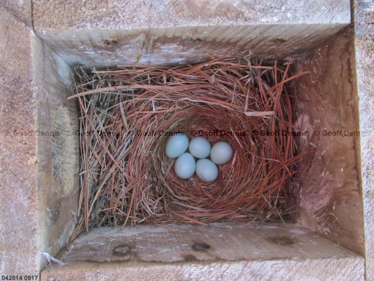 EABB-AG_Eastern-Bluebird