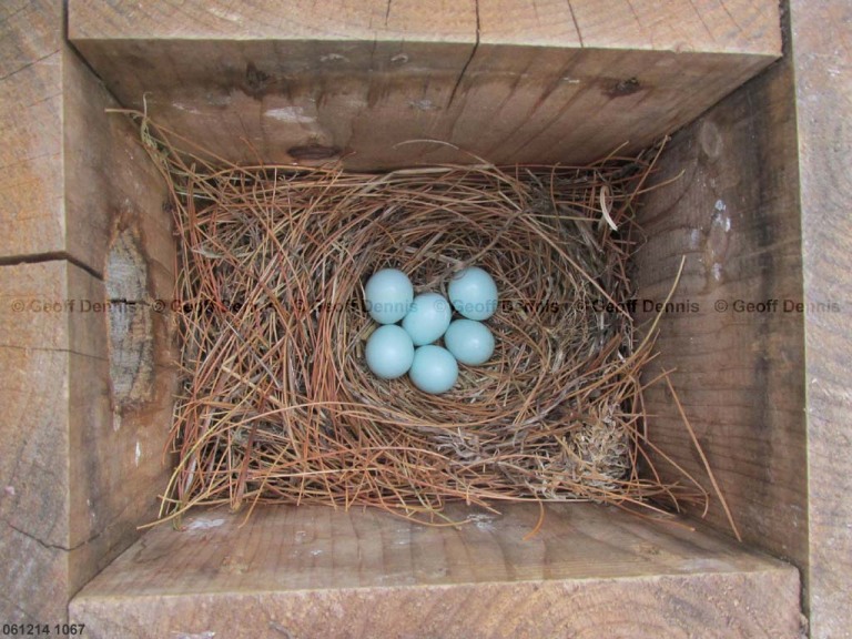 EABB-AH_Eastern-Bluebird