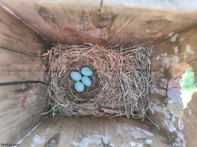 EABB-AI_Eastern-Bluebird