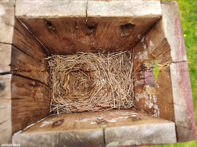 EABB-AL_Eastern-Bluebird
