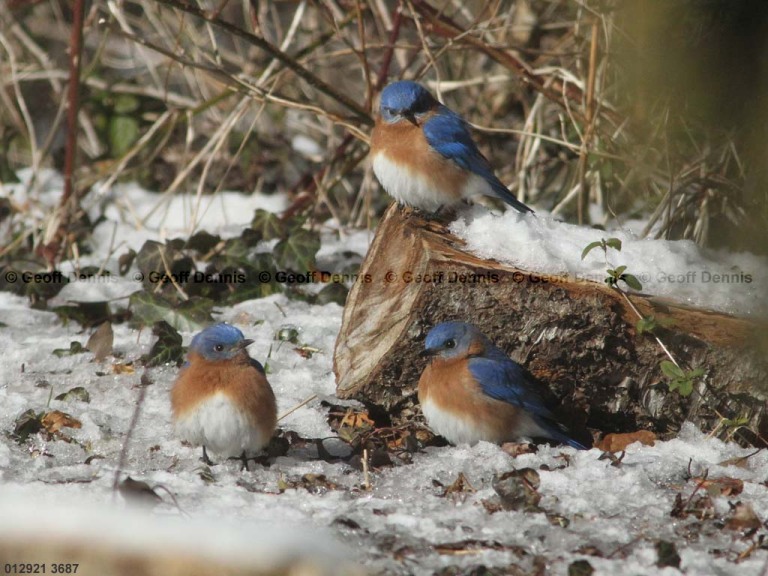 EABB-AM_Eastern-Bluebird