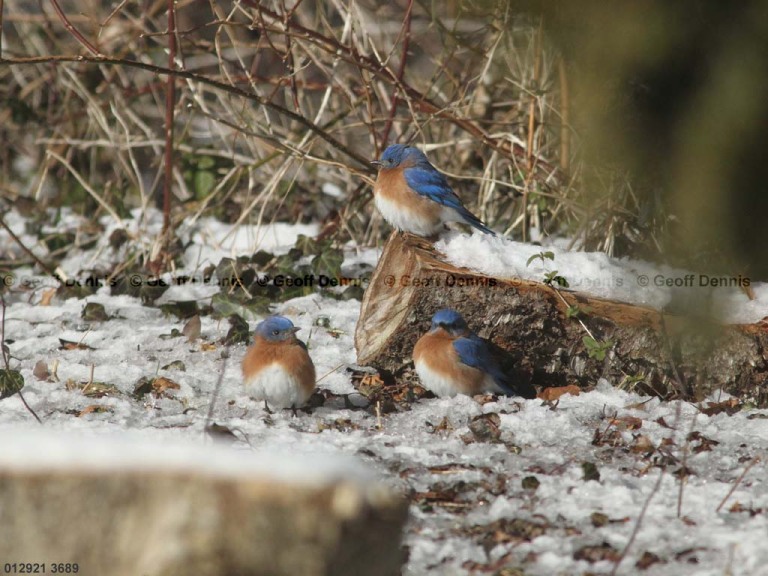 EABB-AN_Eastern-Bluebird